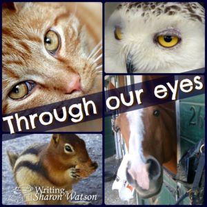 story through an animal's perspective