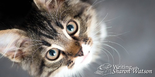 animal's perspective